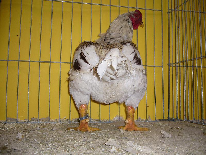 Hannover 2008 319.jpg - Indische Kämpfer weiss-fasanenbraun ( jubilee ) von Bernd Rüdiger Kösters  Preis HV 96 E